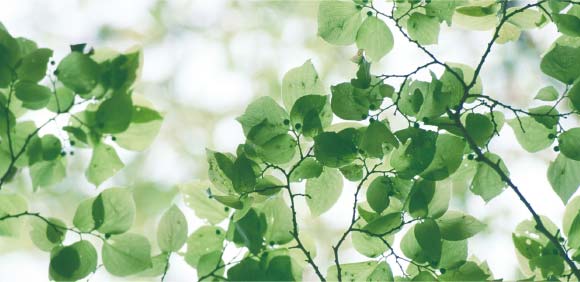 トップメイン画像